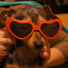 Солнечные очки для собак.