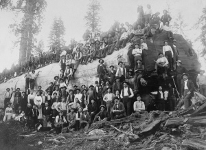Over 100 people stand with a logged giant sequoia tree